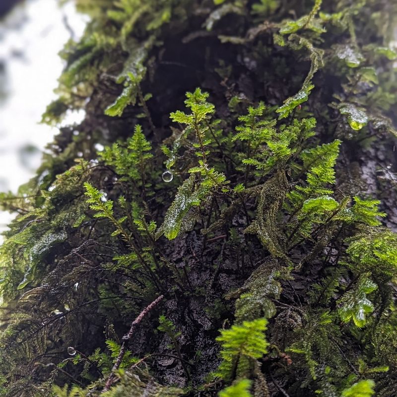 Roses and Moss