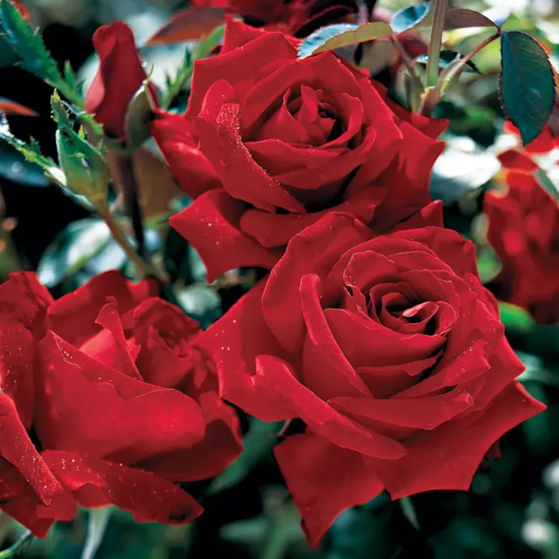 Roses