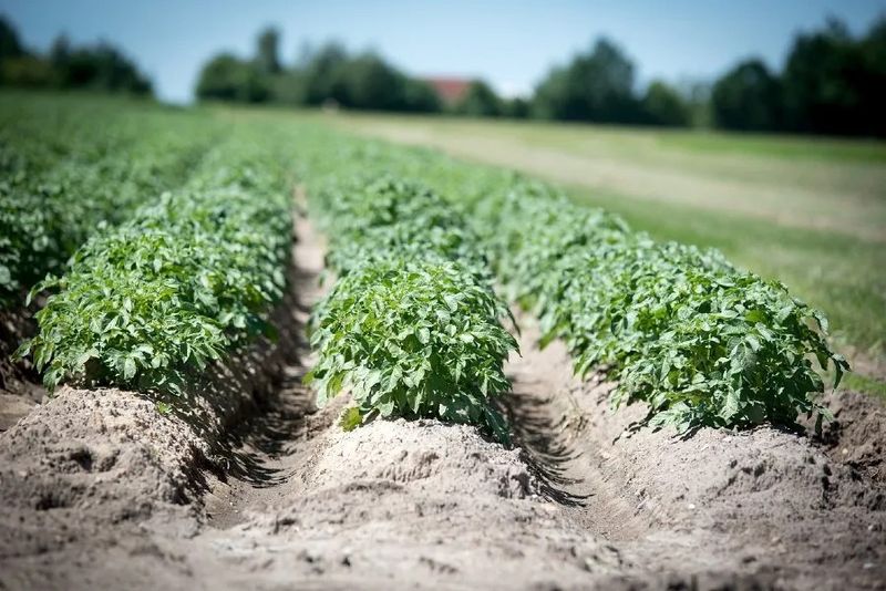 Rotate Crops
