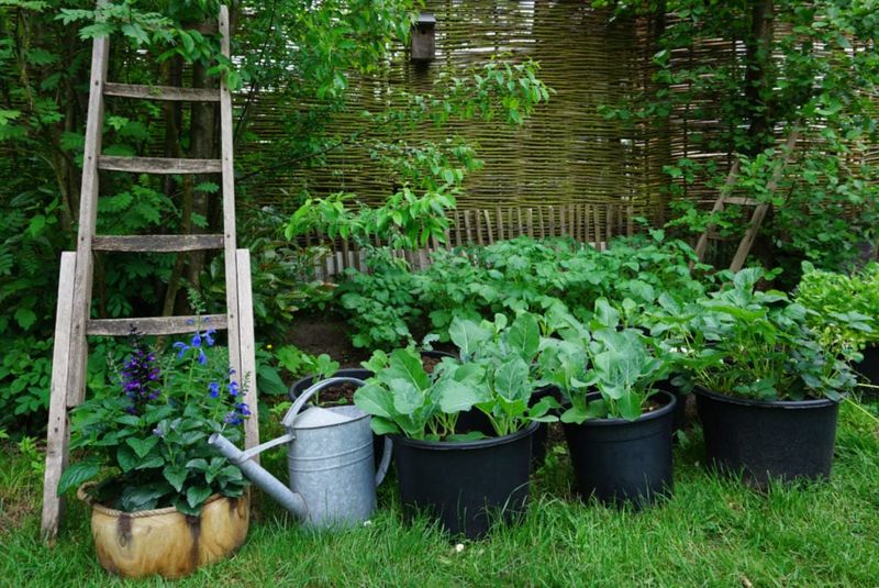 Rotate Crops Annually
