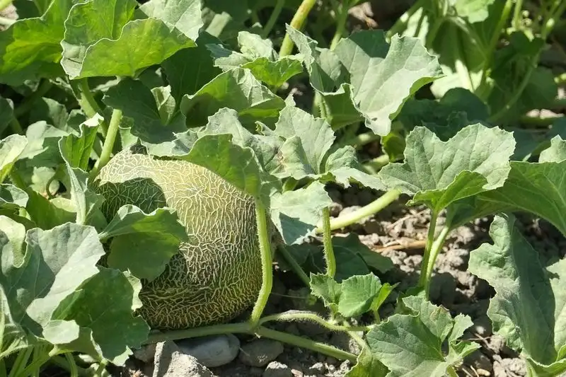 Rotate Crops Annually