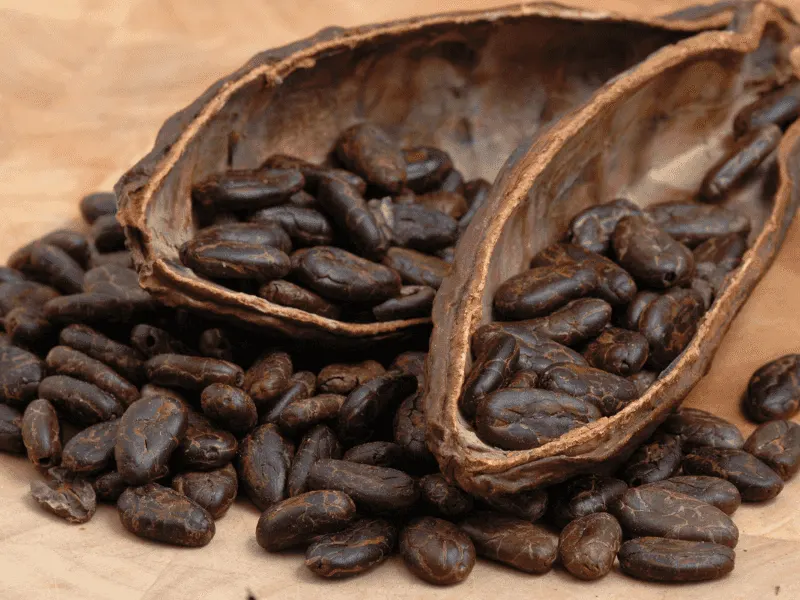 Cocoa Hulls