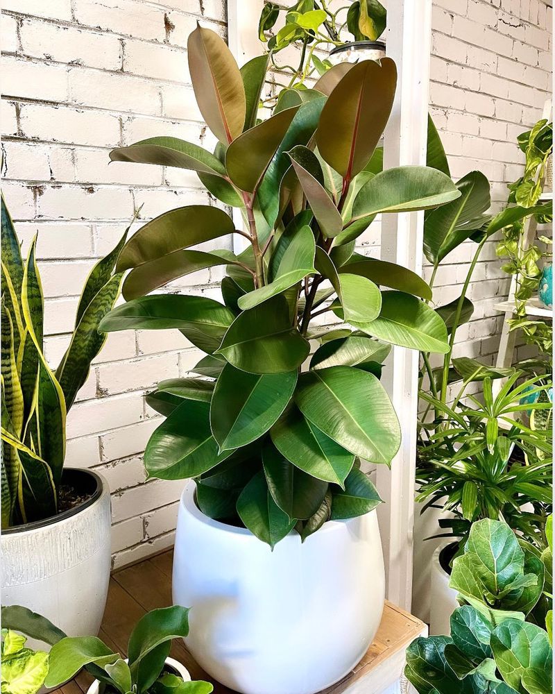 Rubber Plant