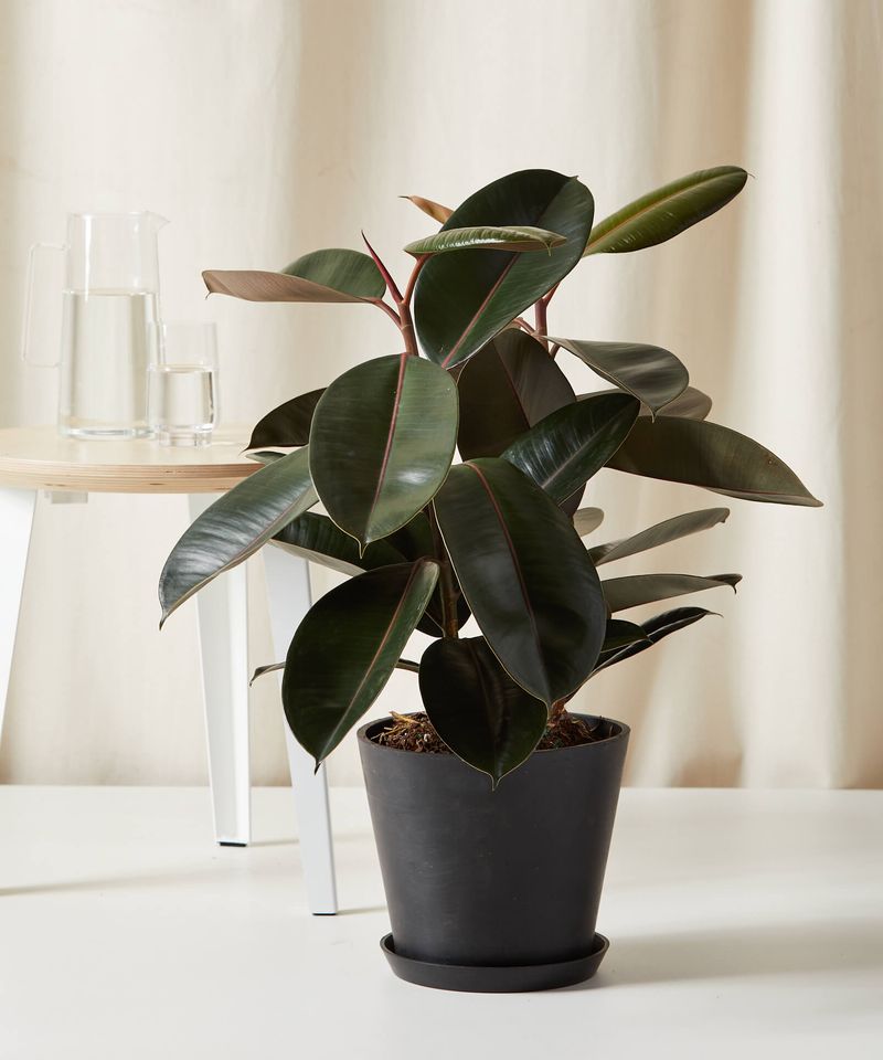 Rubber Plant