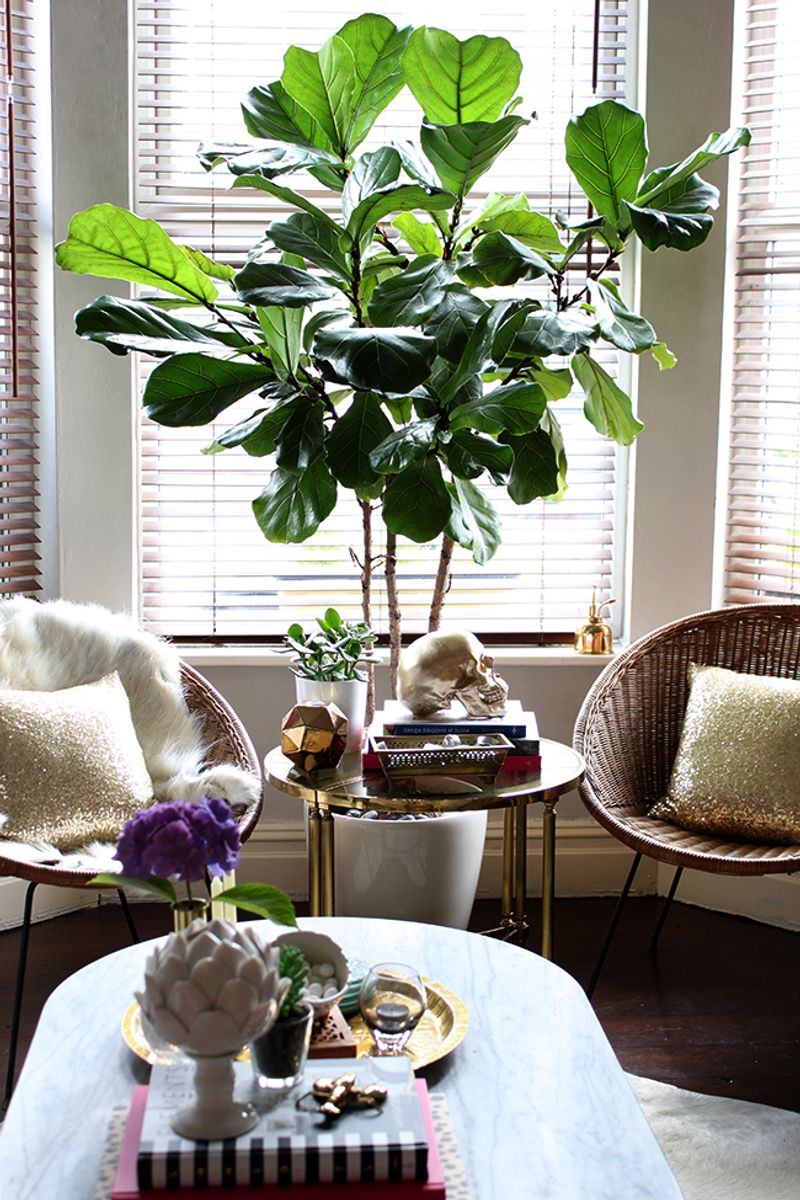 Fiddle Leaf Fig