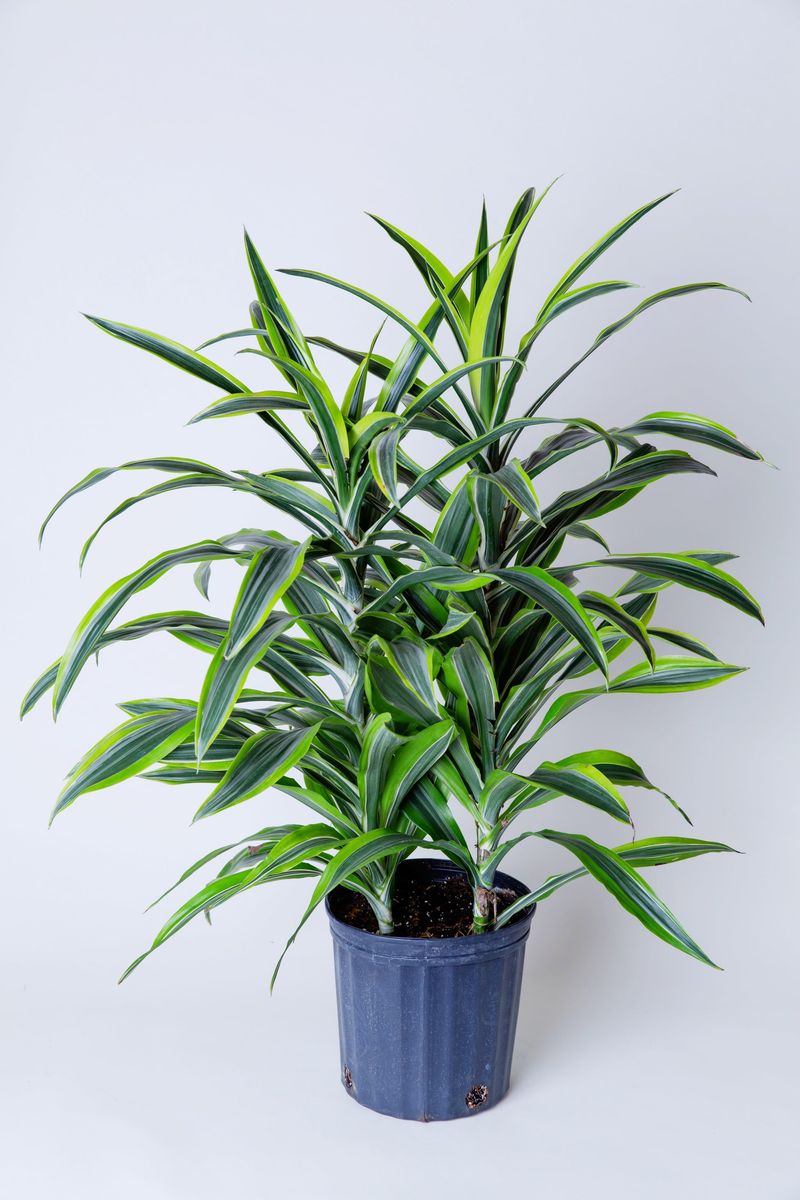 Dracaena