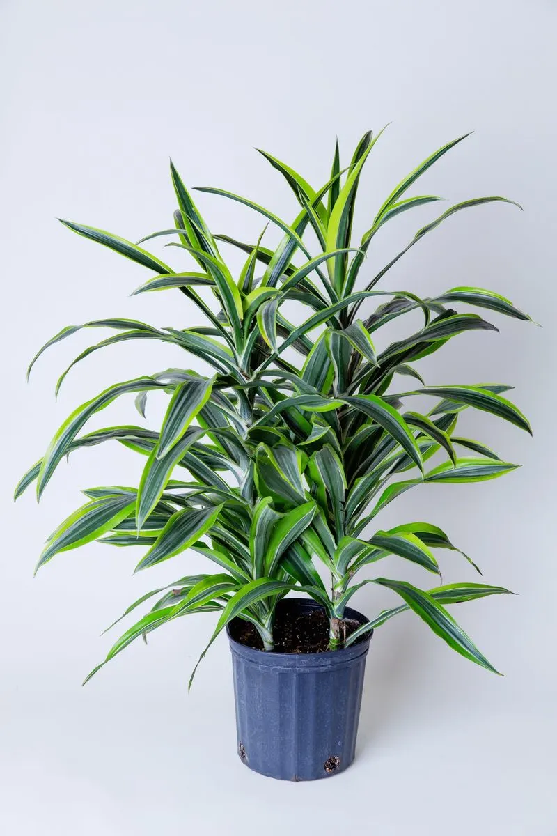Dracaena