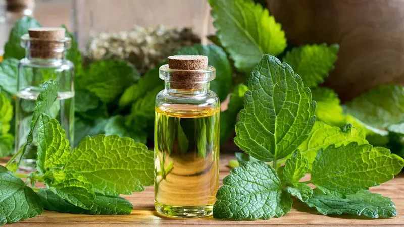 Lemon Balm