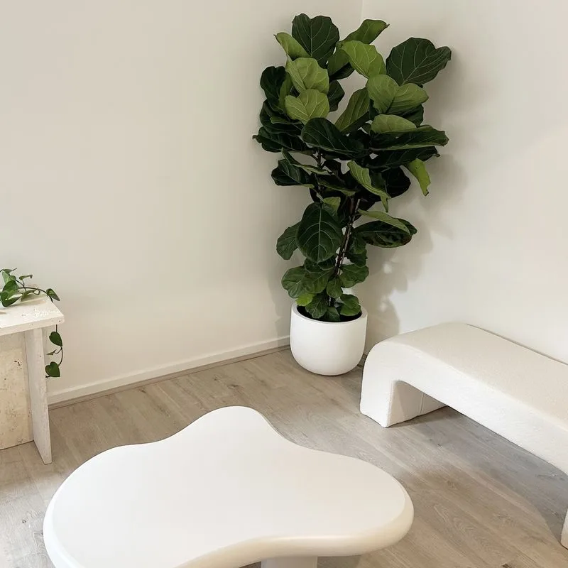Fiddle Leaf Fig