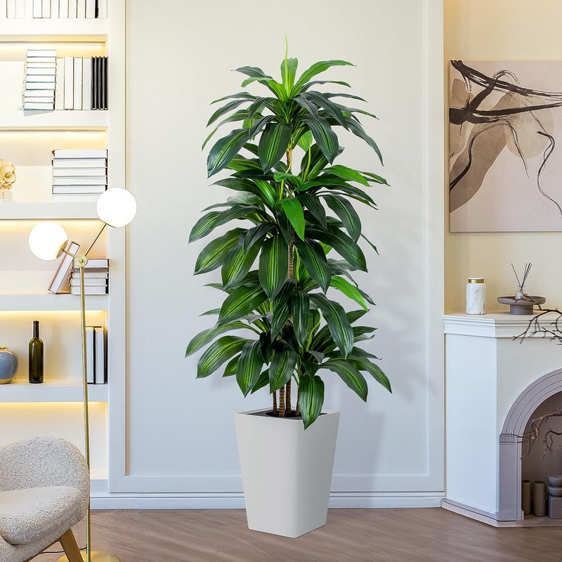 Dracaena