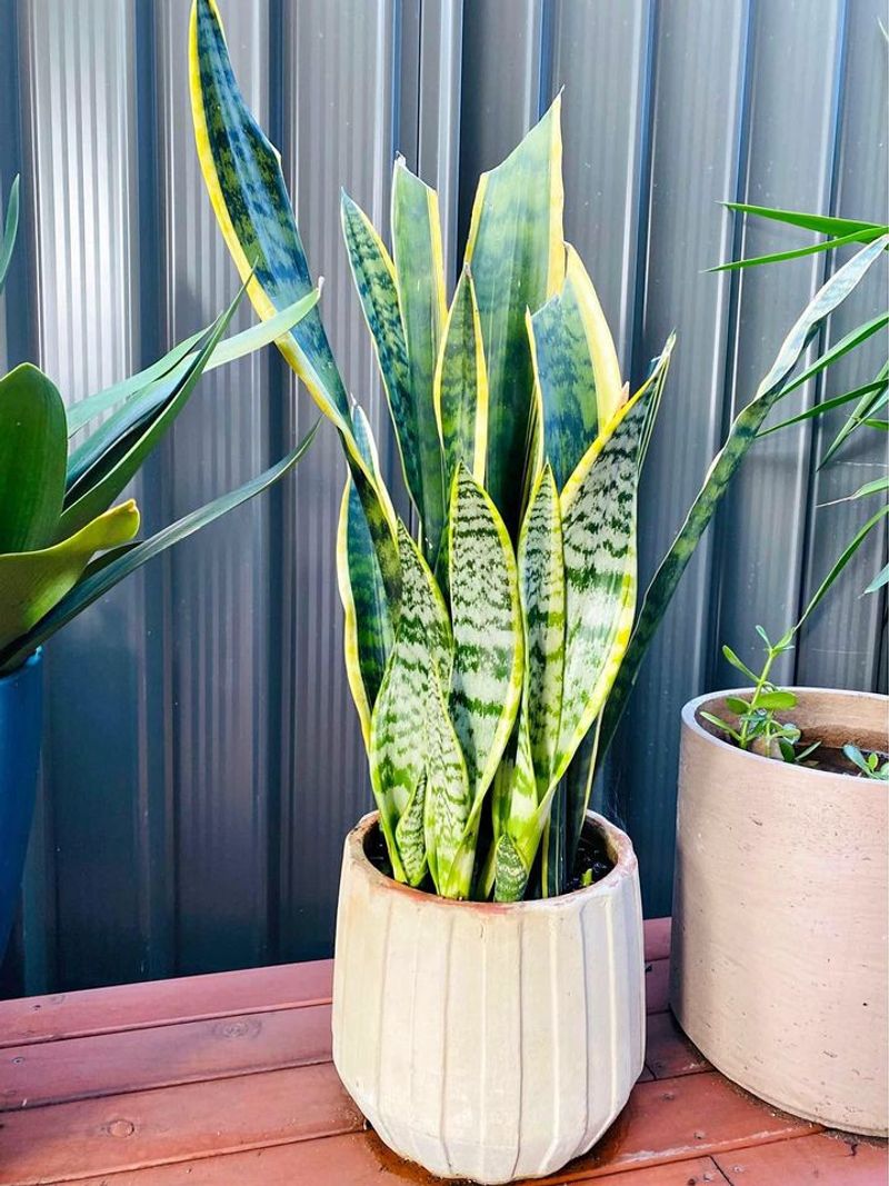 Snake Plant