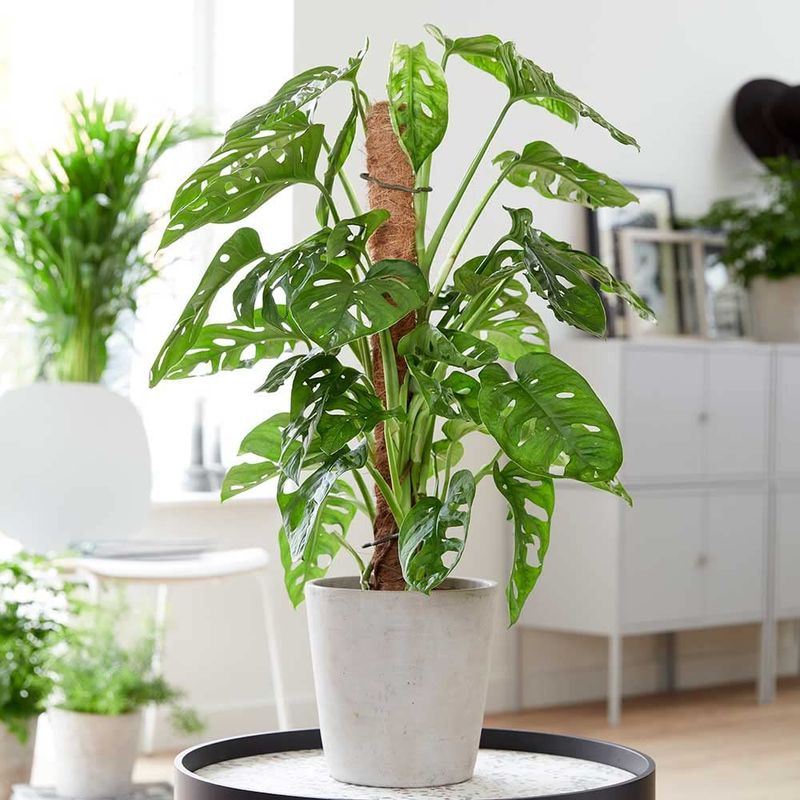 Swiss Cheese Plant