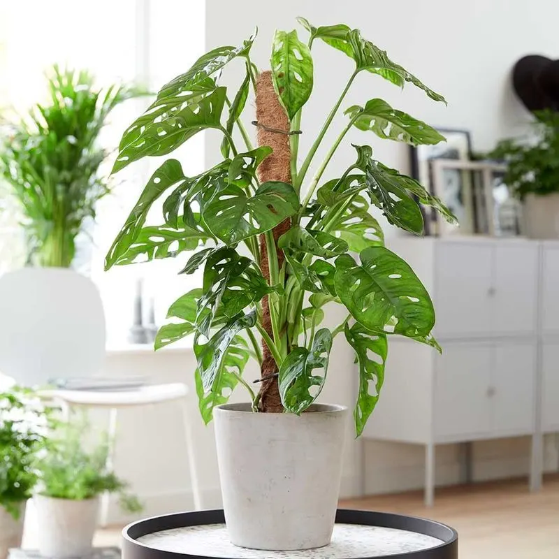 Swiss Cheese Plant