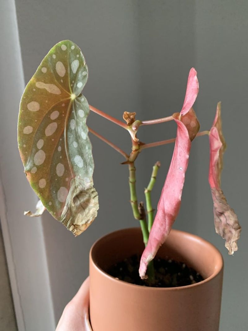 Begonia