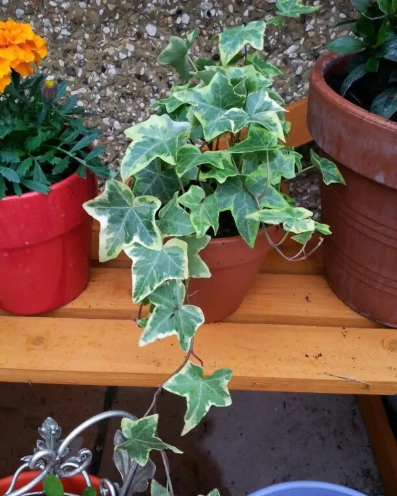 English Ivy