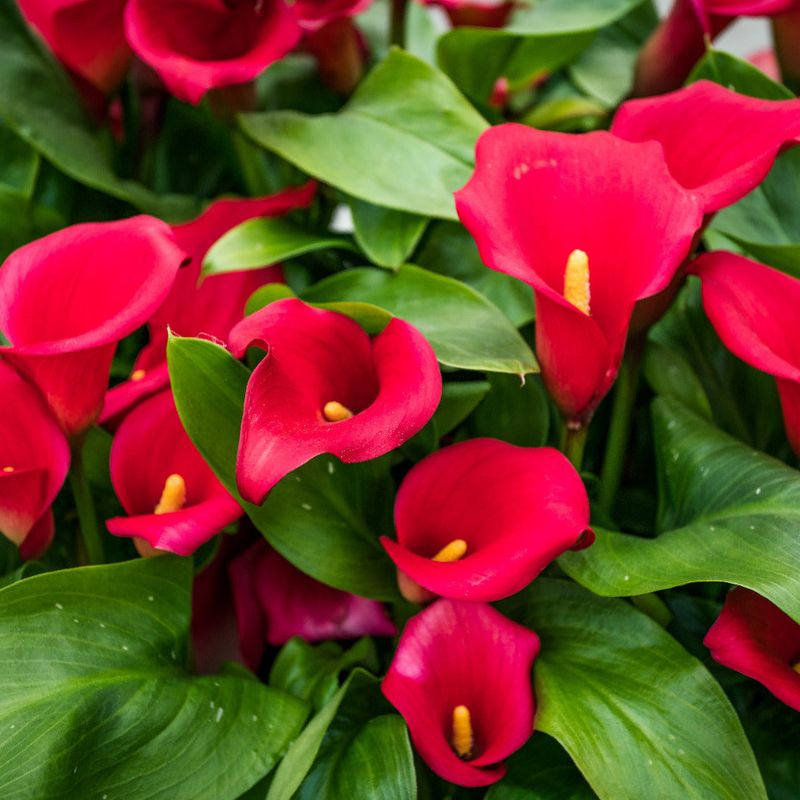 Crimson Caviar Calla Lily