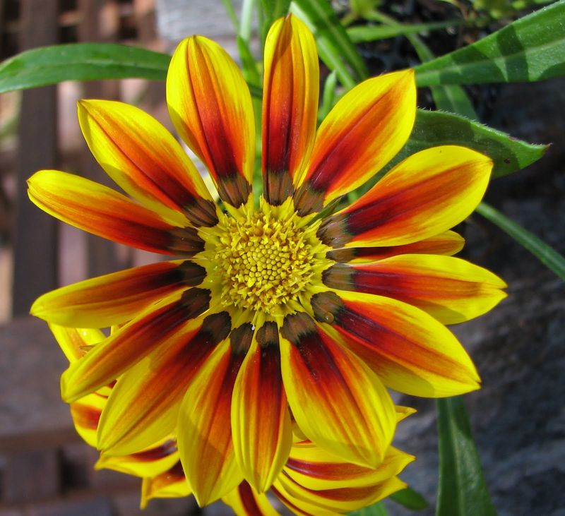 Gazania