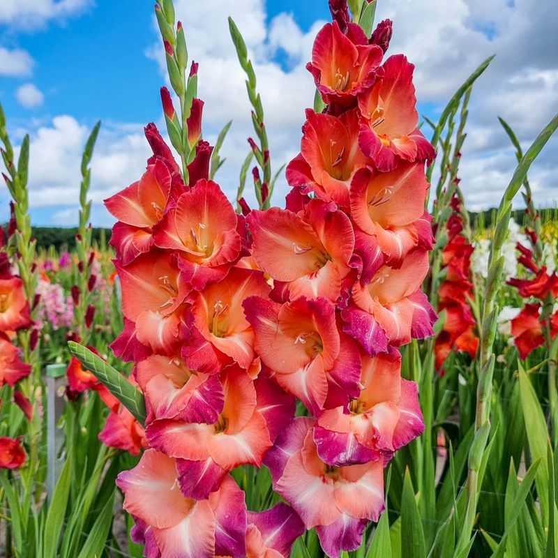 Gladiolus
