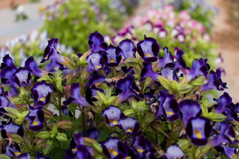 Torenia Fournieri