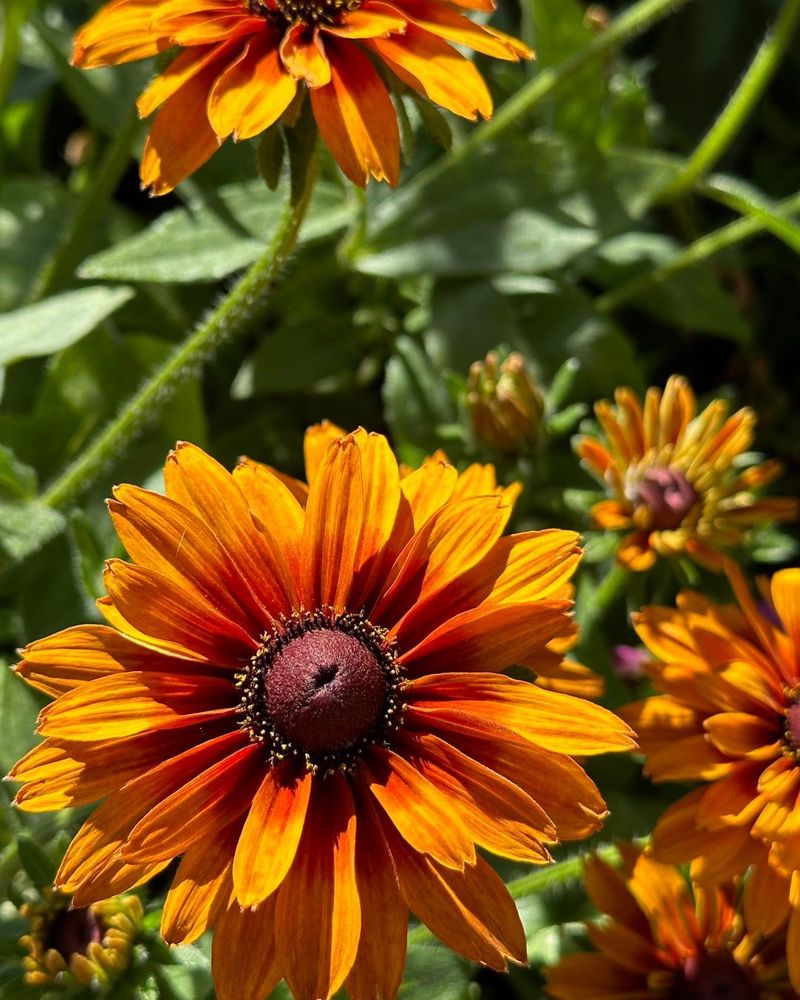 Rudbeckia