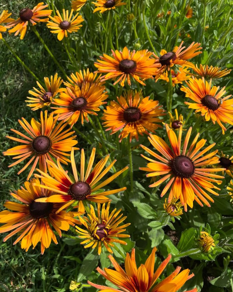 Rudbeckia