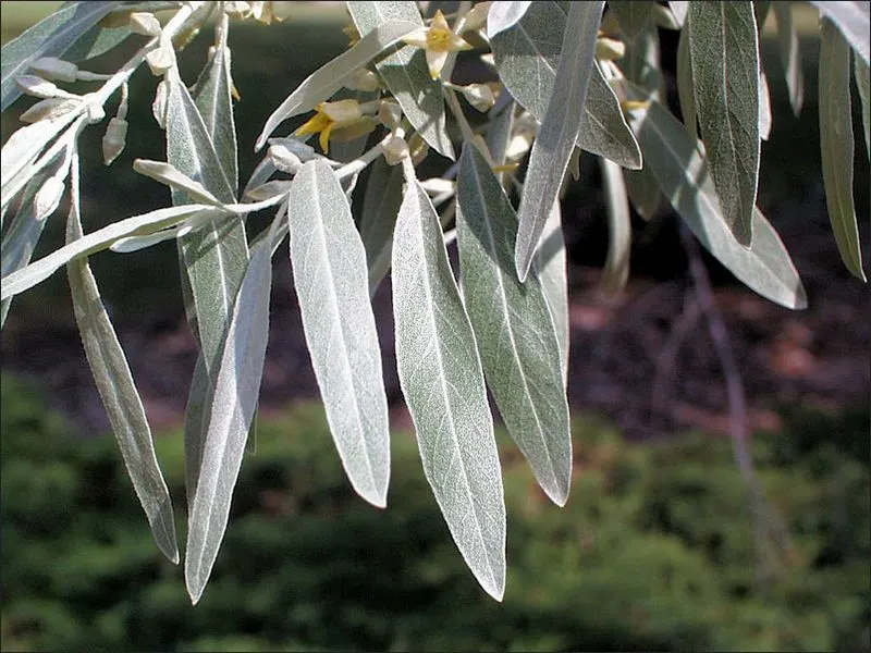 Russian Olive