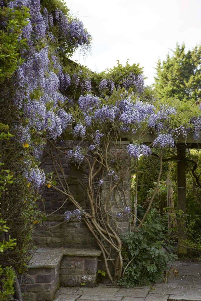 Wisteria