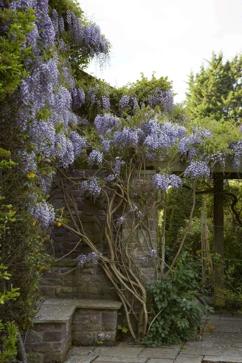 Wisteria