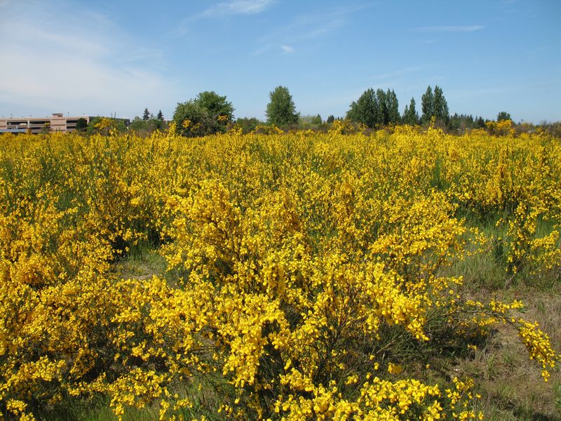 Scotch Broom