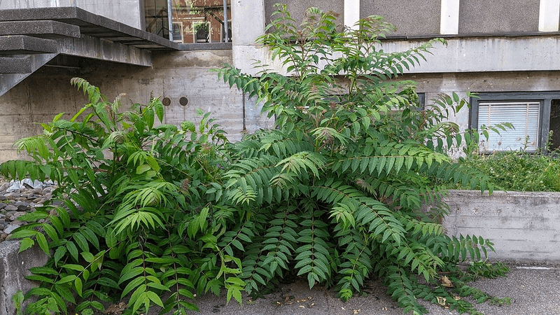 Tree of Heaven