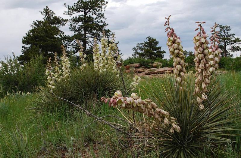 Yucca