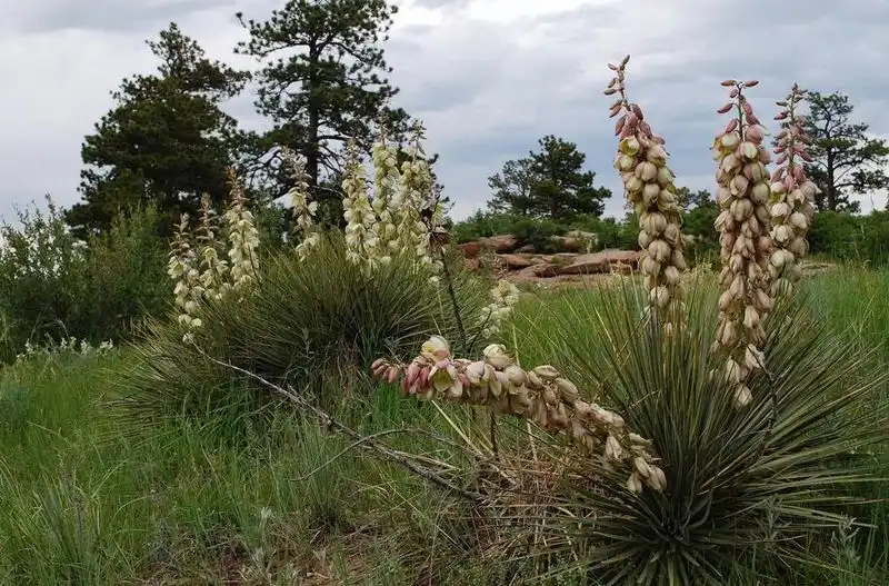 Yucca