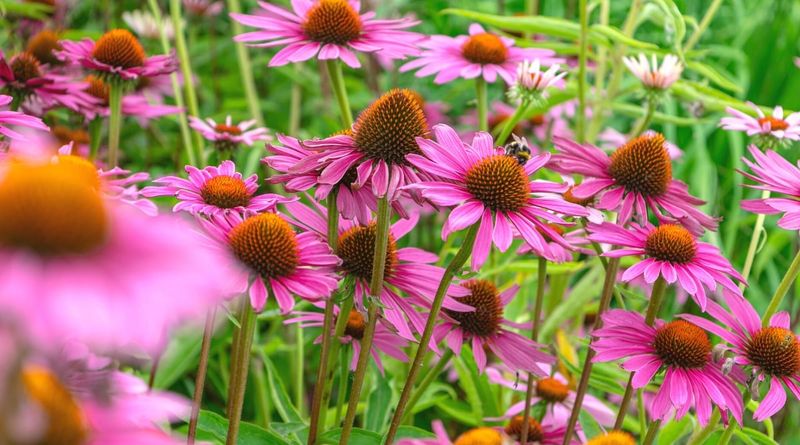 Coneflower