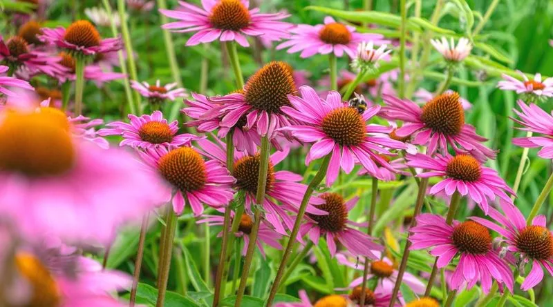 Coneflower