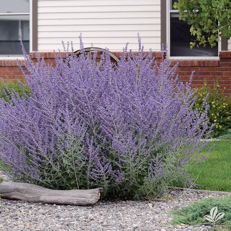 Russian Sage