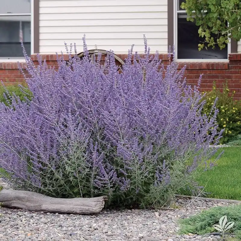 Russian Sage