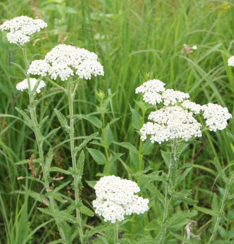 Yarrow