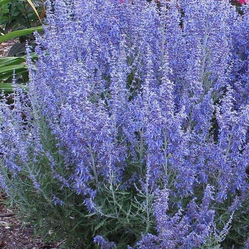 Russian Sage