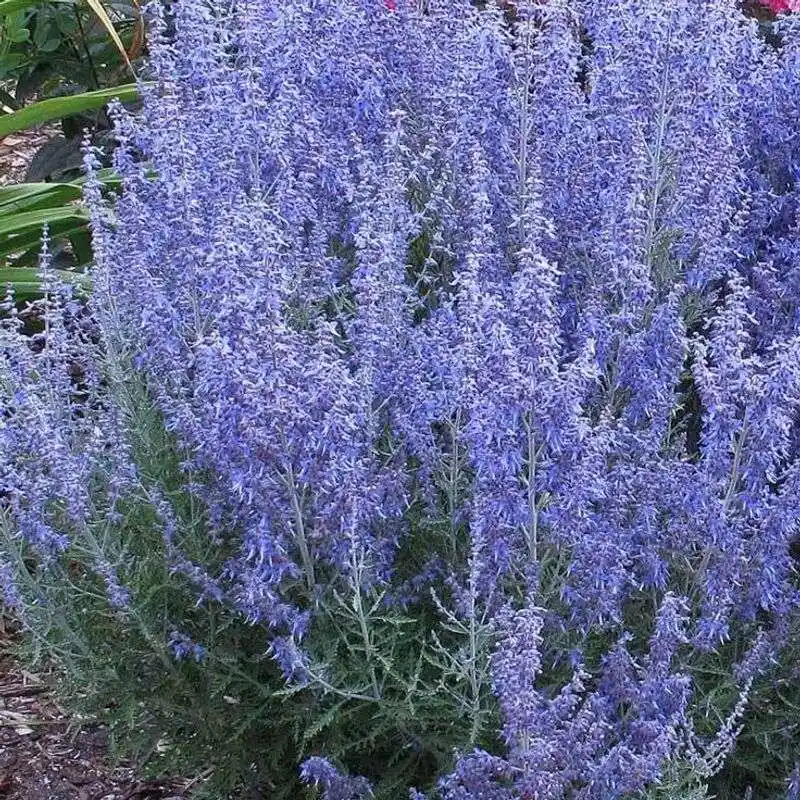 Russian Sage