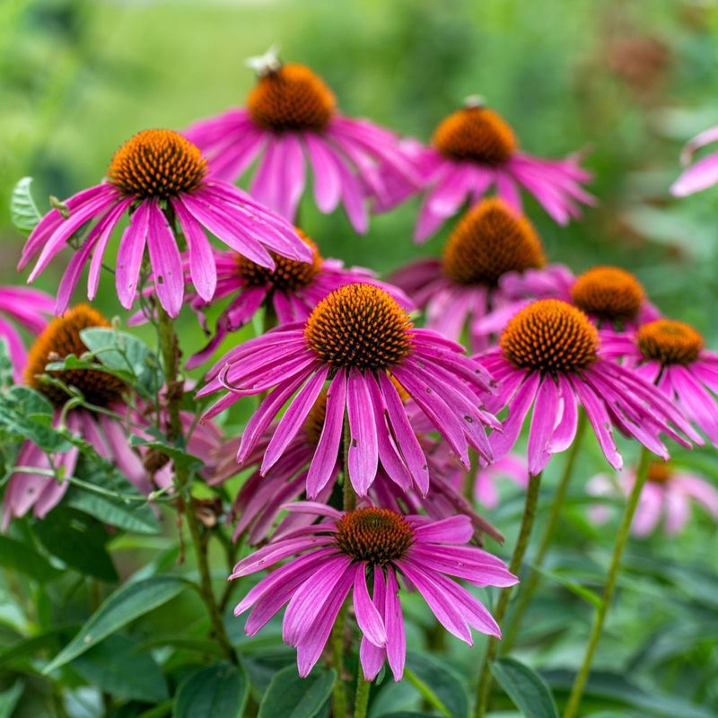 Echinacea