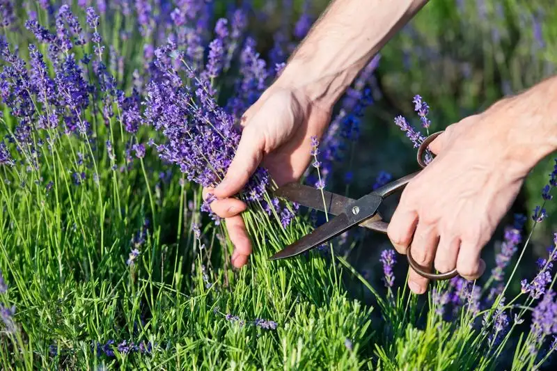 Lavender