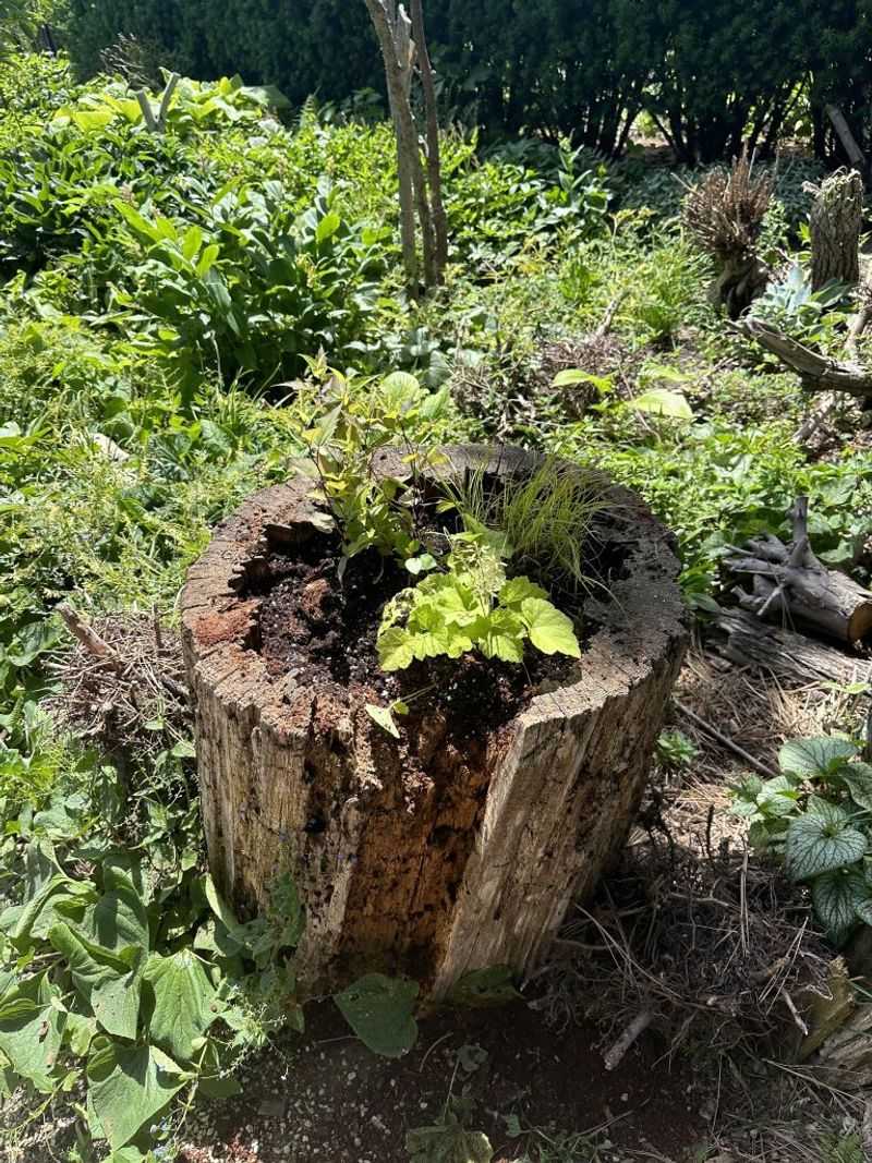 Herb Haven Stump