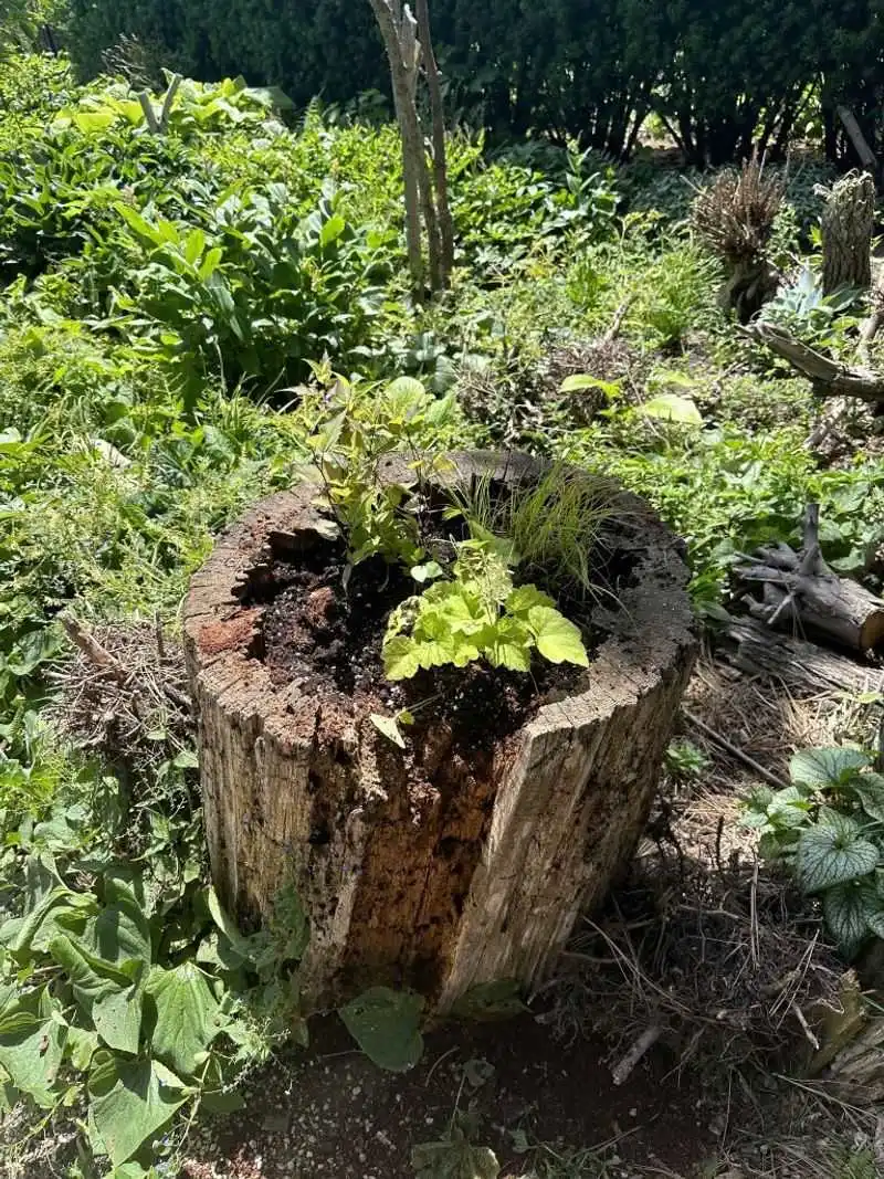 Herb Haven Stump