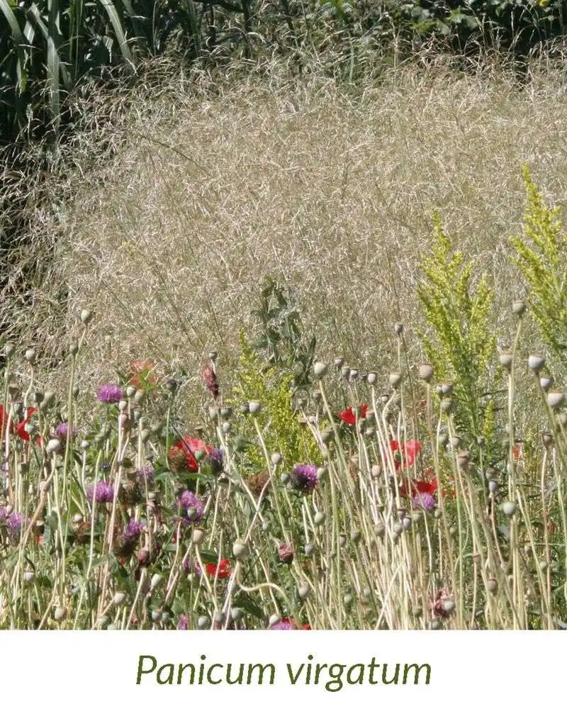 Rustling Grasses