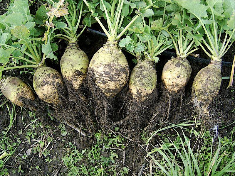 Rutabaga