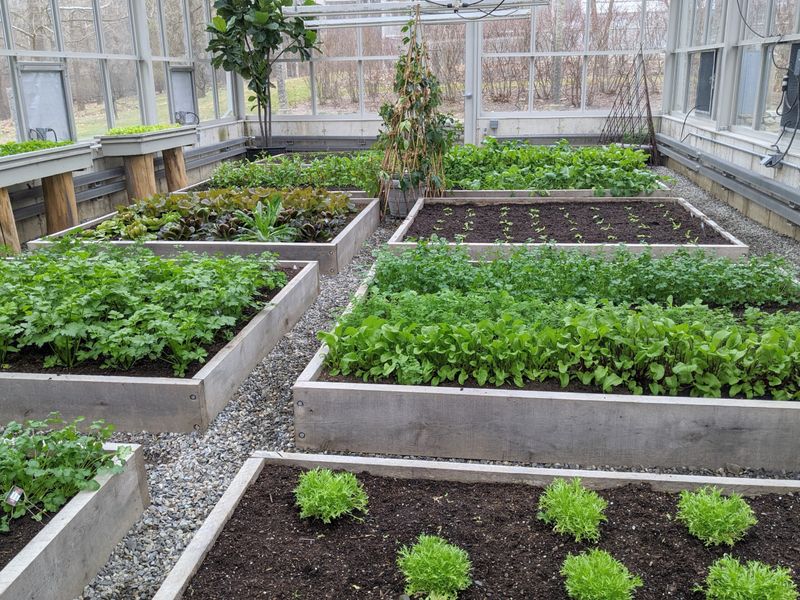 Bountiful Vegetable Garden