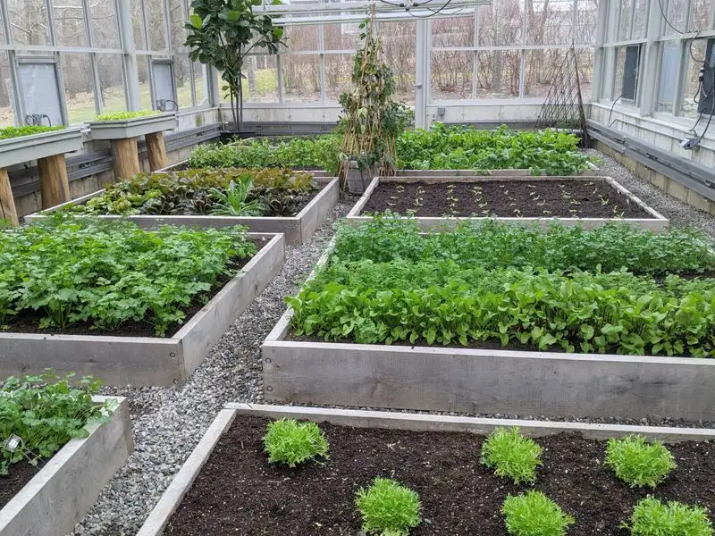 Bountiful Vegetable Garden
