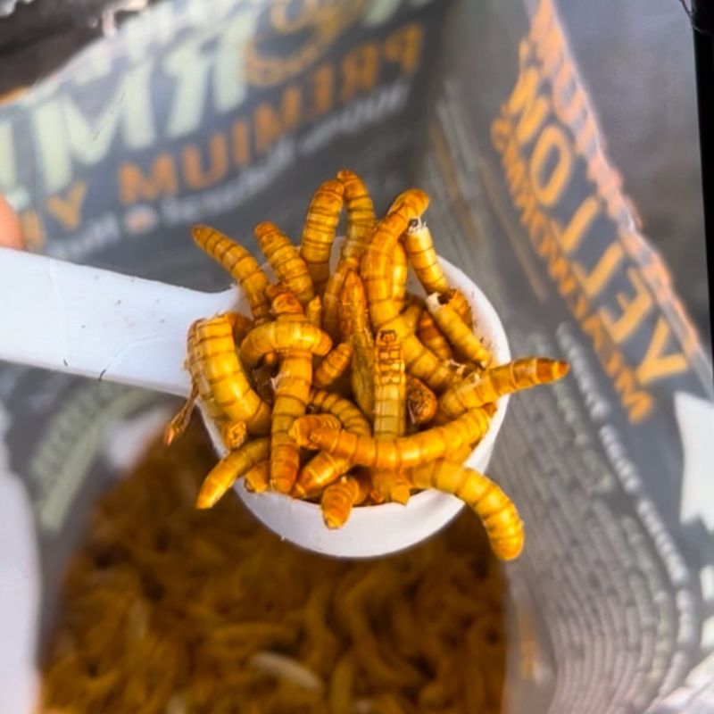 Safe Alternative: Mealworms