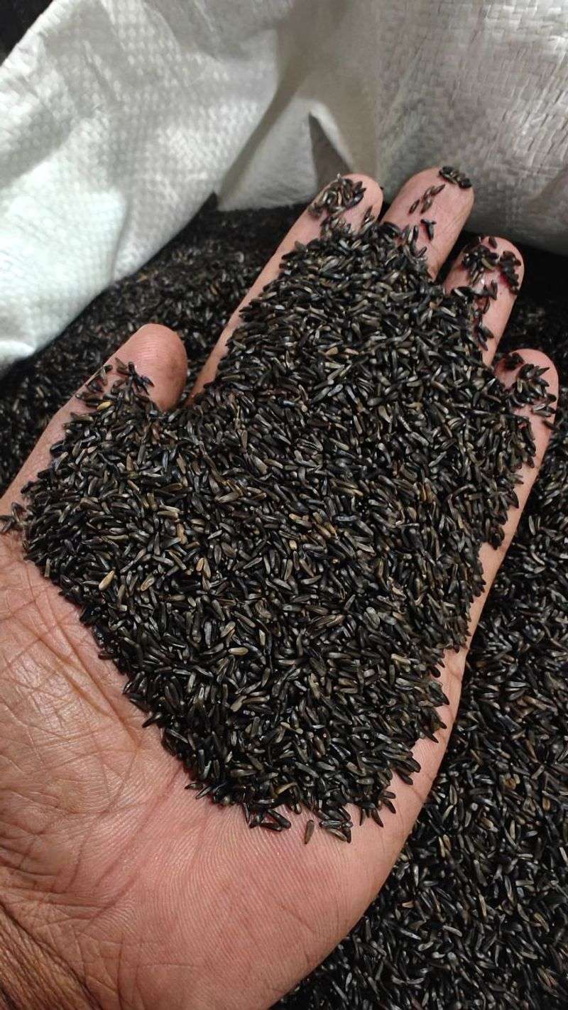 Safe Alternative: Nyjer Seeds