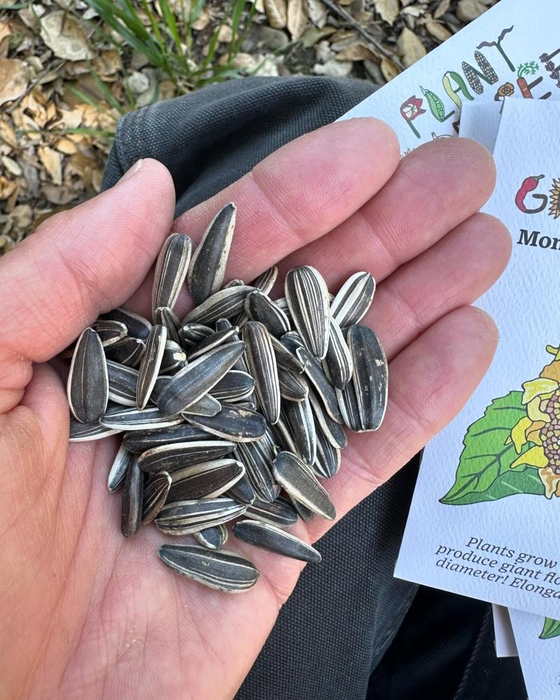 Safe Alternative: Sunflower Seeds